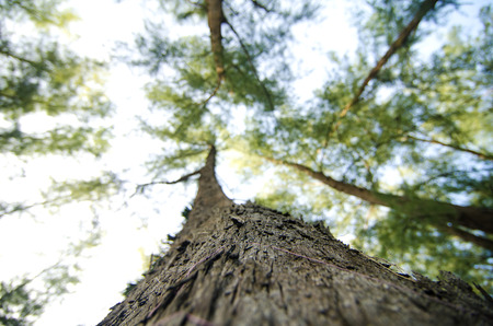 Looking up from under sea oak tree forest with worm eye view concept.Selective focus texture on trunk shot.の写真素材