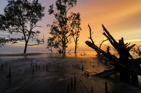 Beautiful silhouette mangrove tree over stunning sunset background ideal for holiday and tranquil...