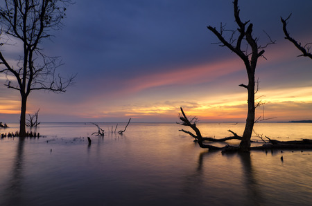 Beautiful seascape, silhouette mangrove tree over stunning sunset background ideal for holiday and tranquil conceptの写真素材