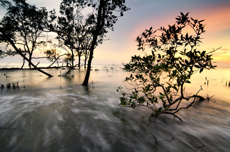 Stunning silhouette mangrove tree over sunset background ideal for holiday and travel concept.の写真素材