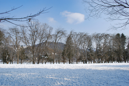 Snow at Namiseom Island,famous place for drama winter sonata in Seoul on January. 21,2017のeditorial素材