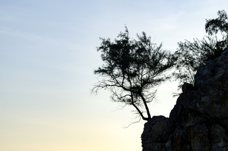 Silhouette single tree on cliff over sunrise backgroundの写真素材