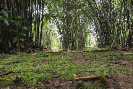lower angle shot,bamboo forest backgroundの写真素材