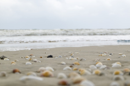 Summer beach background and closeup image of sea shells on sandの写真素材