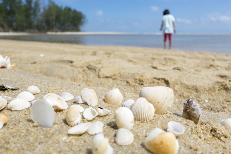 Summer beach background and closeup image of sea shells on sand