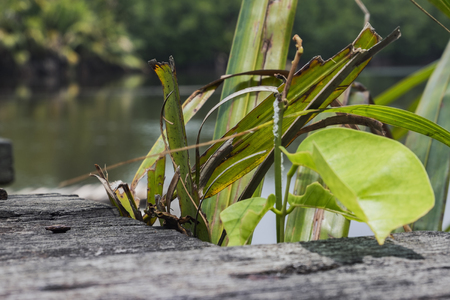 Fresh green leaf on dilapidated wooden background. Natural composition with selective focus.の写真素材