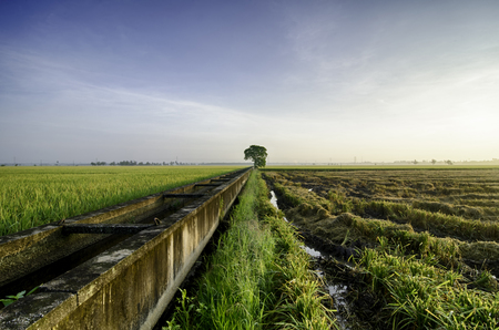 amazing view paddy fields at morning. concrete water canal and single tree for paddy rice field irrigation.;の写真素材
