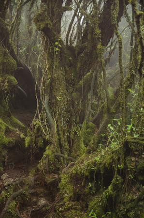 Beautiful nature, mossy forest at Cameron Highland, Malaysia.の写真素材