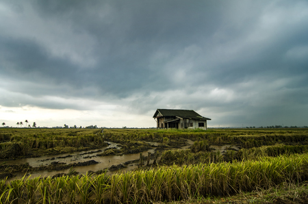 Abandon wooden house surrounded by paddy field during harvesting season. dramatic clouds rain background.selective focus and image may contain grainの写真素材