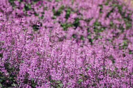 Plectranthus Mona Lavender flowers background. selective focus shotの写真素材