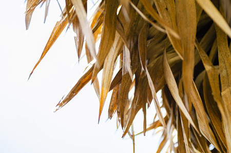 thatched dried coconut leaf roof of hut under bright sunny dayの写真素材