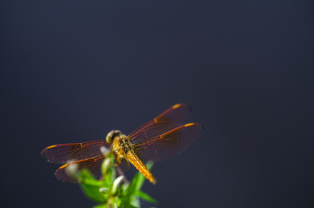 Macro shot, dragonfly in the nature habitatの写真素材