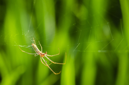 Macro shot of garden spider on web over natural background with shallow depth of field