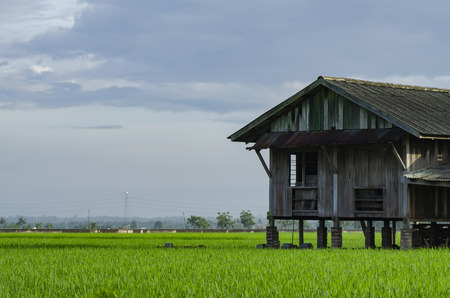 dilapidated abandon wooden house surrounding with beautiful landscape of green paddy rice fieldの写真素材