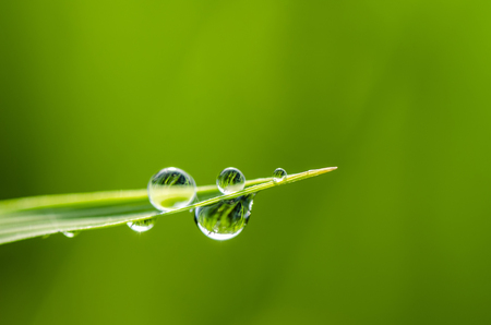 closeup shot background image of  green grass with dew in the morningの写真素材
