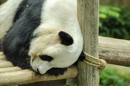 Giant panda bear sleeping on a wooden benchの写真素材