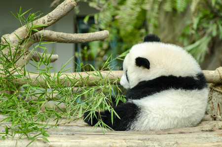 Feeding time, giant panda eating green bamboo leavesの写真素材