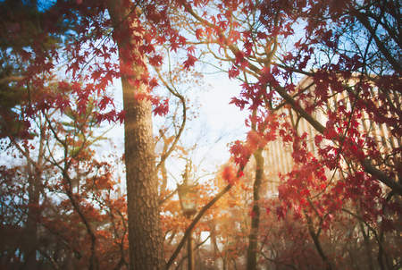 background image of  leaf and tree in Autumn season at South Korea