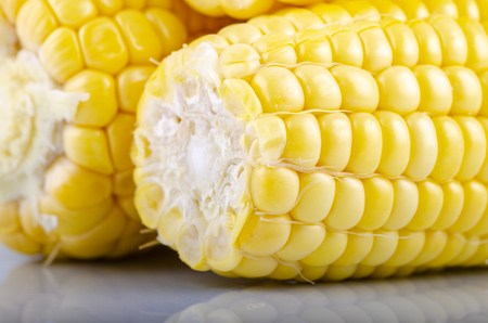 fresh raw sweet corn on the cob kernels over white backgroundの写真素材