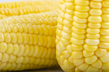 fresh raw sweet corn on the cob kernels over white backgroundの写真素材