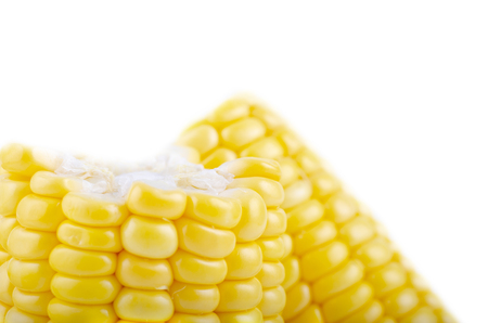 fresh raw sweet corn on the cob kernels over white backgroundの写真素材
