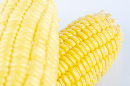 fresh raw sweet corn on the cob kernels over white backgroundの写真素材