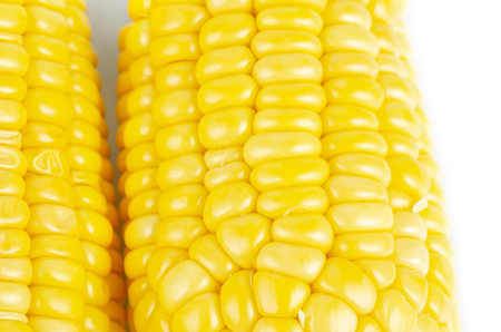 fresh raw sweet corn on the cob kernels over white backgroundの写真素材