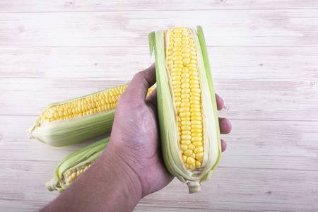 fresh raw sweet corn on the cob kernels over wooden backgroundの写真素材