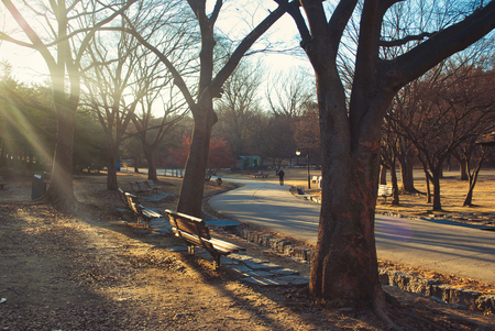 vintage photography style, sun rays through branches of trees,wooden bench in the park during winter timeの写真素材