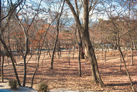 vintage photography style, beautiful scenery at public park during winter timeの写真素材