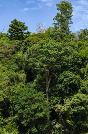 Beautiful image of rain-forest at Royal Belum State Park, Gerik Perak Malaysia.の写真素材