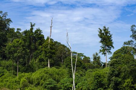 Beautiful image of rain-forest at Royal Belum State Park, Gerik Perak Malaysia.の写真素材