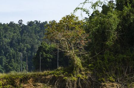 Beautiful image of rain-forest at Royal Belum State Park, Gerik Perak Malaysia.の写真素材