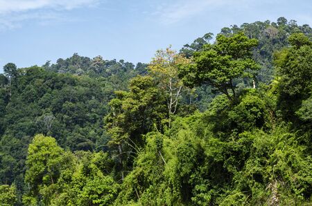 Beautiful image of rain-forest at Royal Belum State Park, Gerik Perak Malaysia.の写真素材