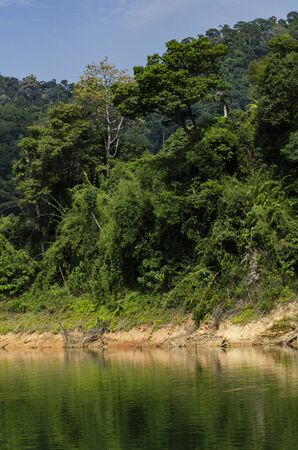 Beautiful image of rain-forest with reflection in water at Royal Belum State Park, Gerik Perak Malaysia.の写真素材