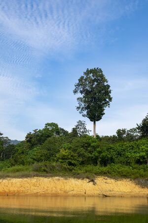 Beautiful image of rain-forest with reflection in water at Royal Belum State Park, Gerik Perak Malaysia.の写真素材