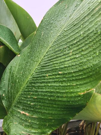 wet green tropical leaf with stripes and texture for background or wallpaper. selective focus and shallow depth of fieldの写真素材
