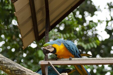 Beautiful Parrot Scarlet Macaw bird perched on metal stand over shallow depth of fieldの写真素材