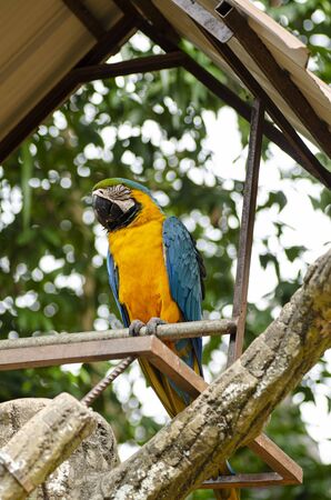 Beautiful Parrot Scarlet Macaw bird perched on metal stand over shallow depth of fieldの写真素材
