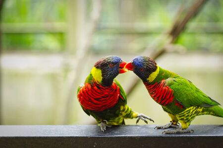 Beautiful Rainbow Lorikeet birds, perched on the metal handrailの写真素材