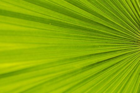 abstract green stripes from tropical palm leaf texture background. selective focus shot and shallow depth of fieldの写真素材