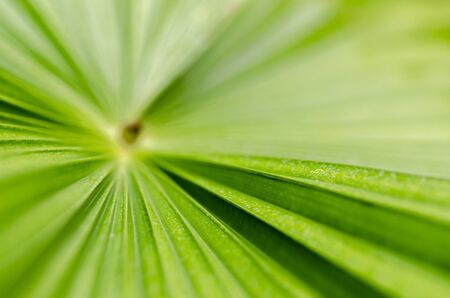abstract green stripes from tropical palm leaf texture background. selective focus shot and shallow depth of fieldの写真素材