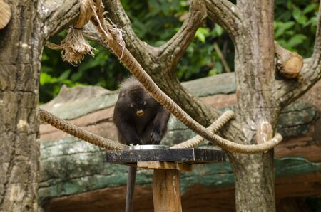 Wild Dusky leaf monkey get feedの写真素材