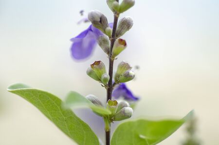soft focus macro shot of beautiful wild flowers with shallow depth of fieldの写真素材