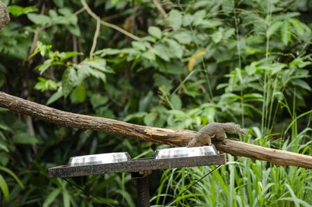 tricoloured squirrel (Callosciurus notatus) perched on tree over shallow depth of field backgroundの写真素材