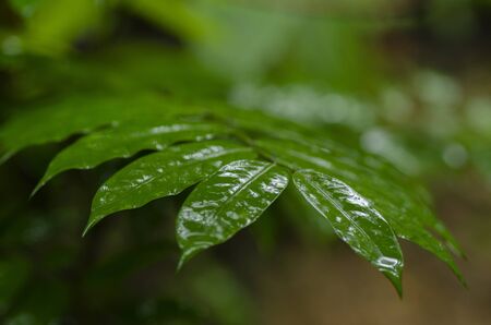 selective focus shot of green wet leaf during rainy day for environment concept background
