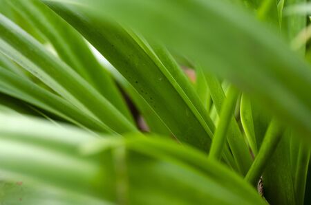 green tropical leaf with stripes and texture for background or wallpaper. selective focus and shallow depth of fieldの写真素材