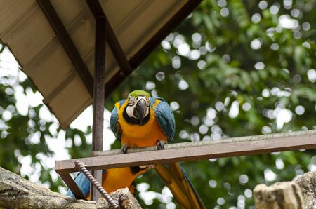Beautiful Parrot Scarlet Macaw bird perched on metal stand over shallow depth of fieldの写真素材