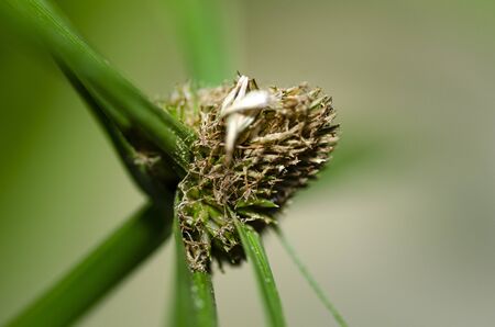 abstract image, closeup shot green wild grass or flower over  shallow depth of field backgroundの写真素材