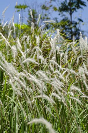 closeup image of white grass flower call Cogongrass (Imperata cylindrica) under bright sunの写真素材